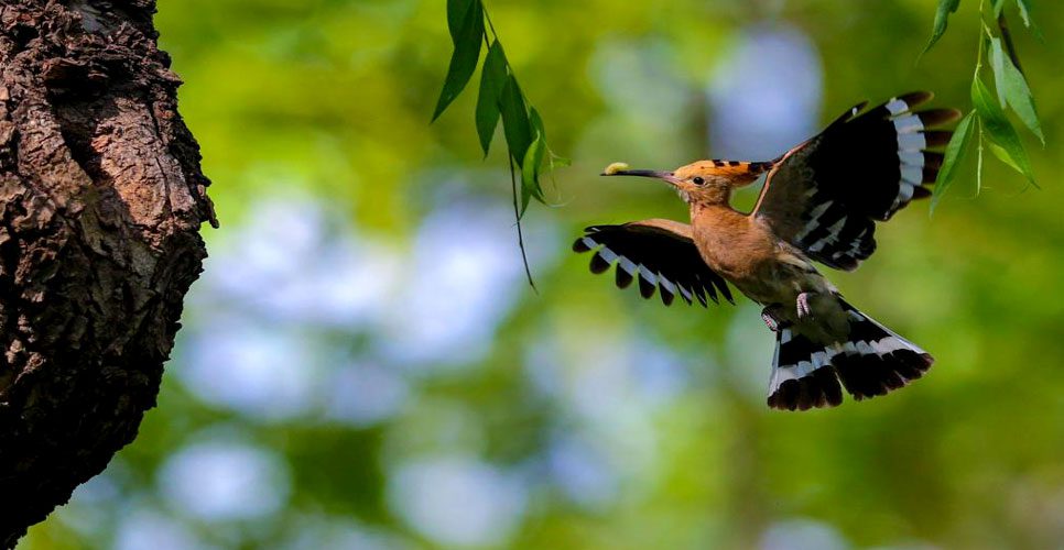 Bardia National Park Tour