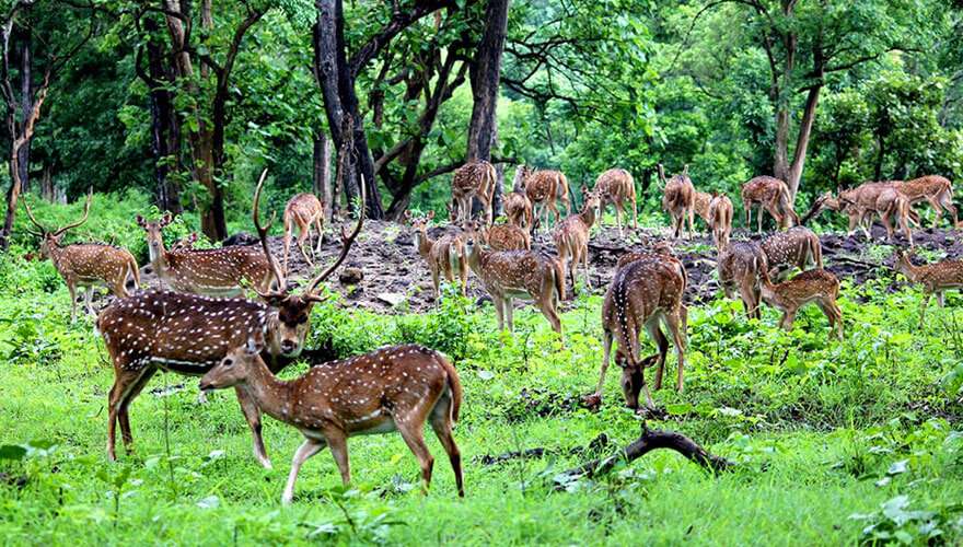 Bardia National Park Tour