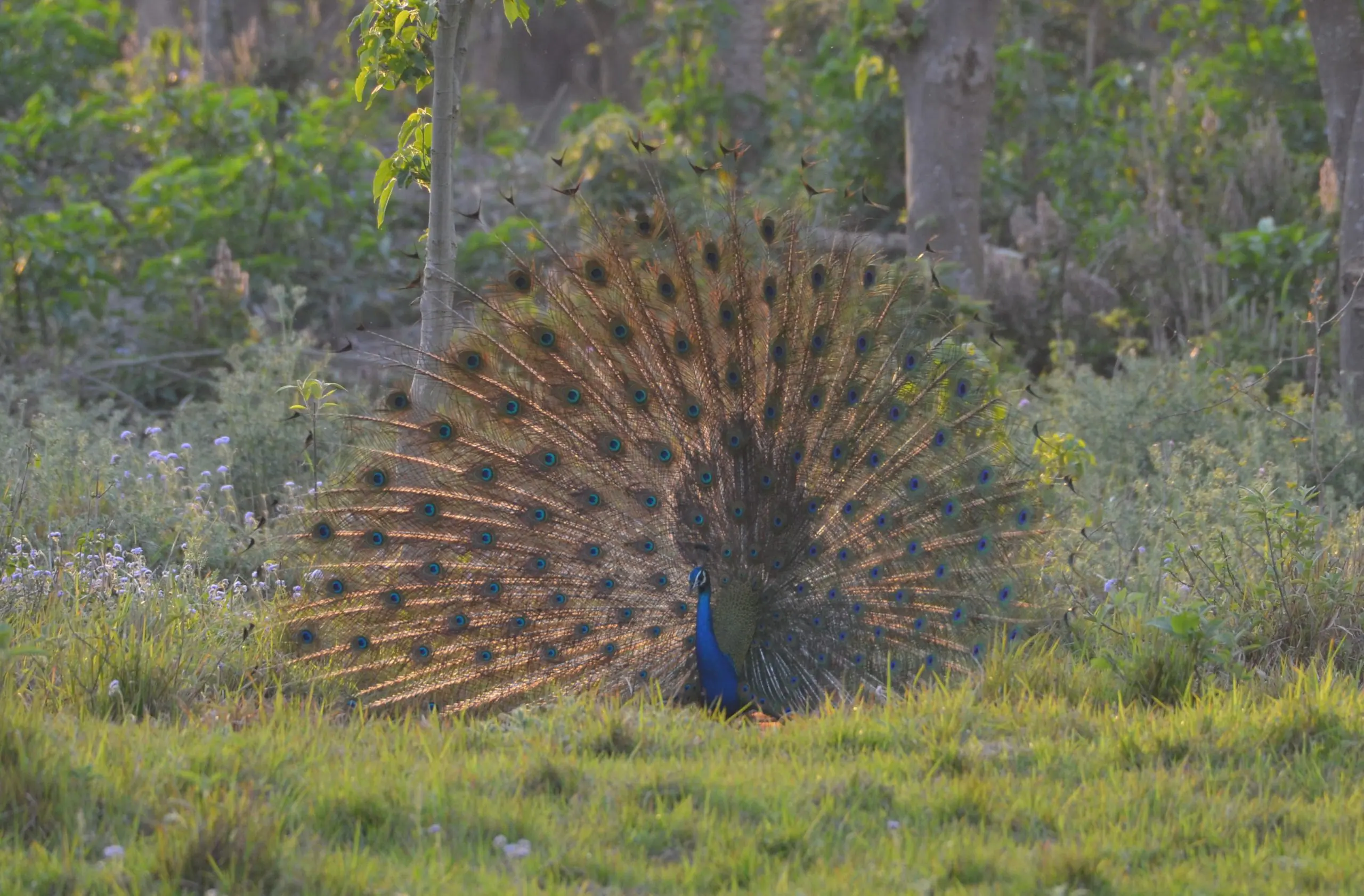 Bardia National Park Tour